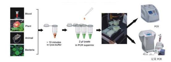 布氏旋毛虫探针法荧光定量PCR试剂盒,Trichinella britovi