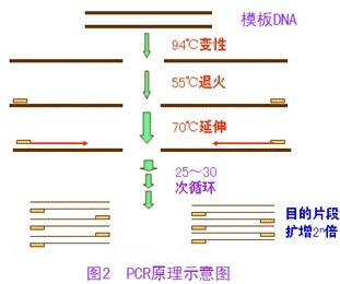 螺旋体通用探针法荧光定量PCR试剂盒,Treponema spp.