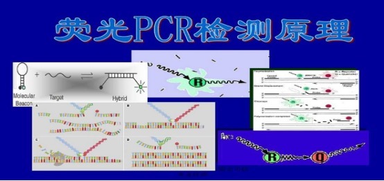 嗜热链球菌探针法荧光定量PCR试剂盒,Streptococcus thermophilus