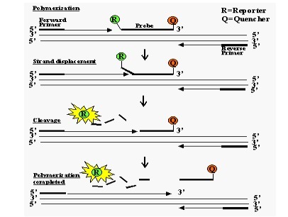 獸疫鏈球菌探針法熒光定量PCR試劑盒,Streptococcus zooepidemicus