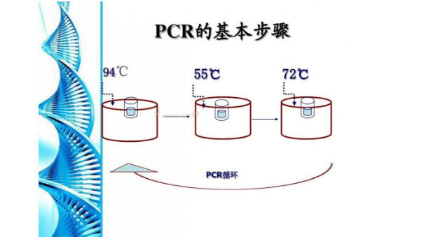 鏈霉菌通用探針法熒光定量PCR試劑盒,Streptomyces spp.