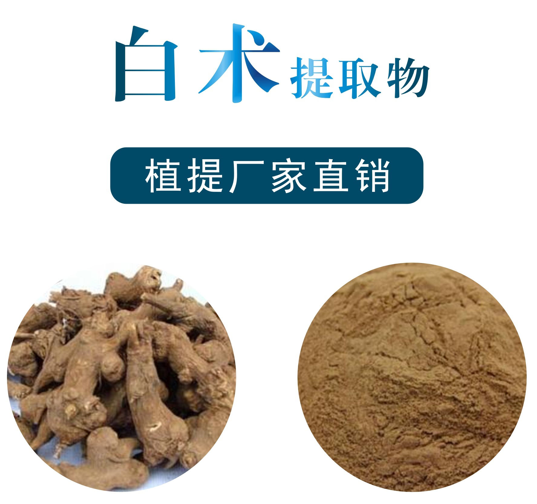 白術提取物,Atractylodes macrocephala Koidz extract