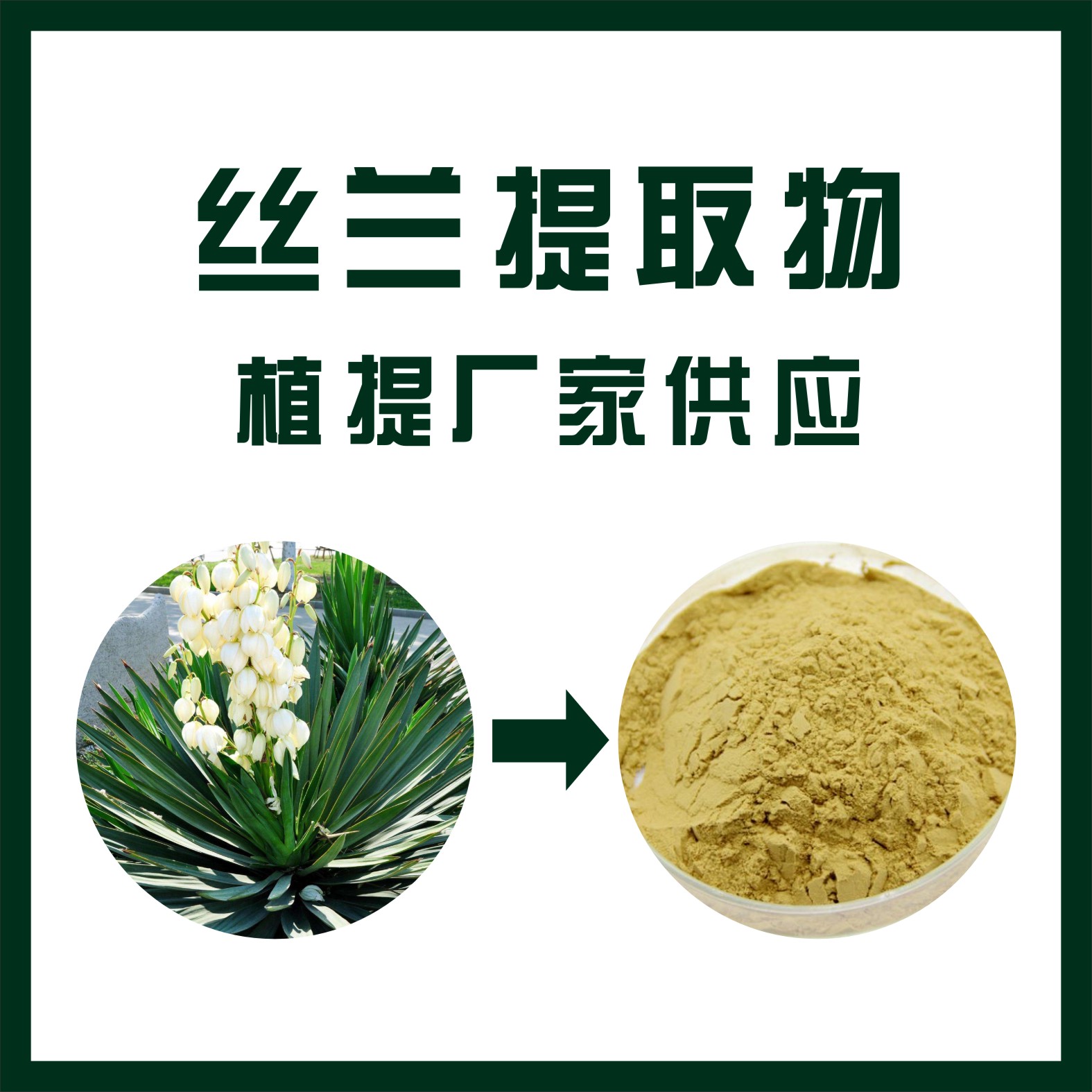 丝兰提取物,yucca extract