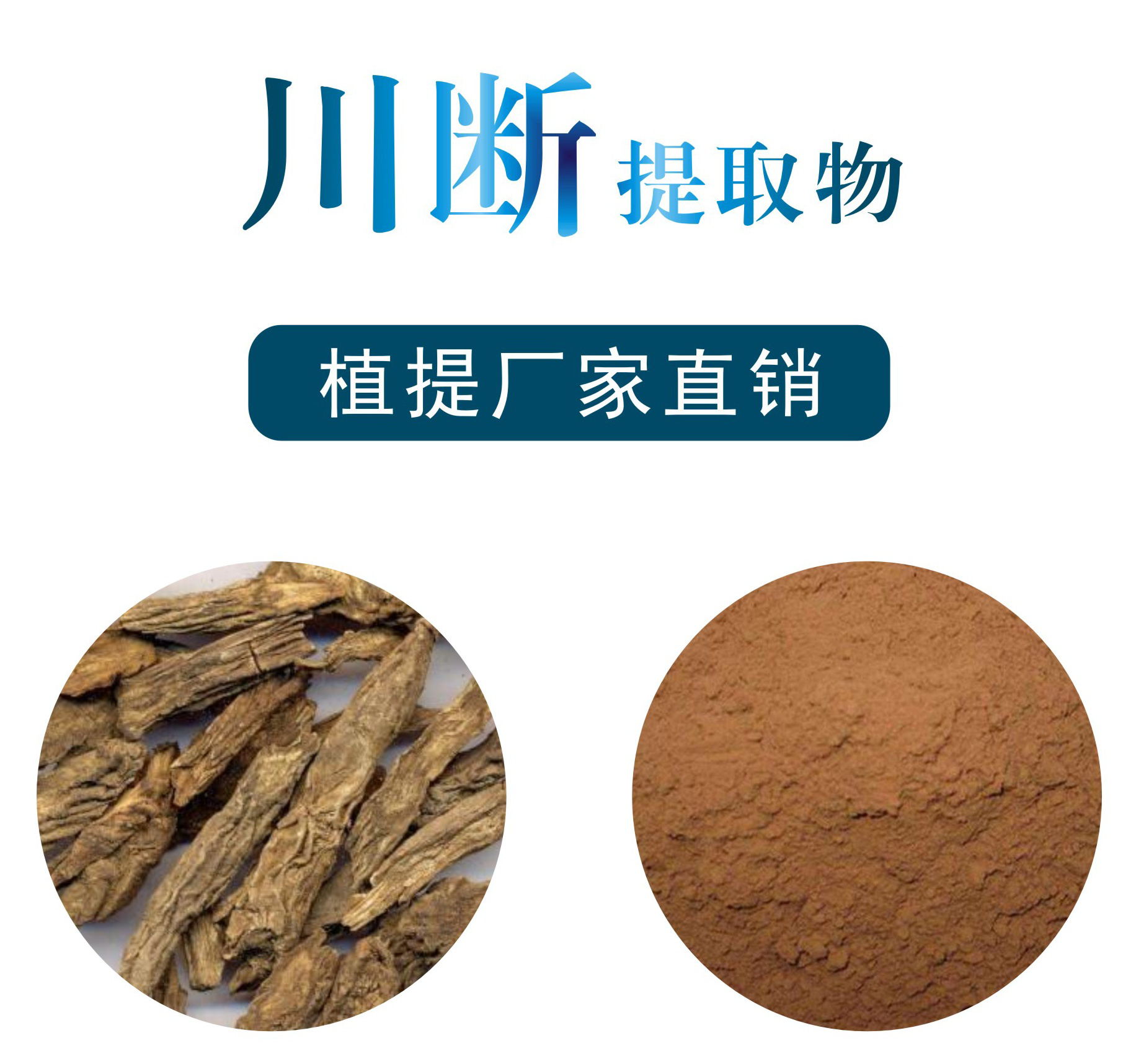 川断提取物,Rhizoma Chuanduan Extract