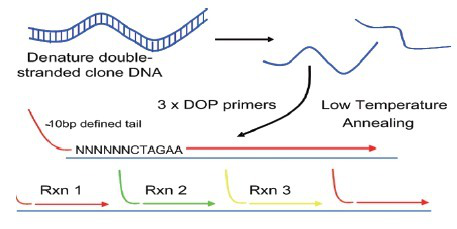 斑点病密螺旋体探针法荧光定量PCR试剂盒,Treponema carateum