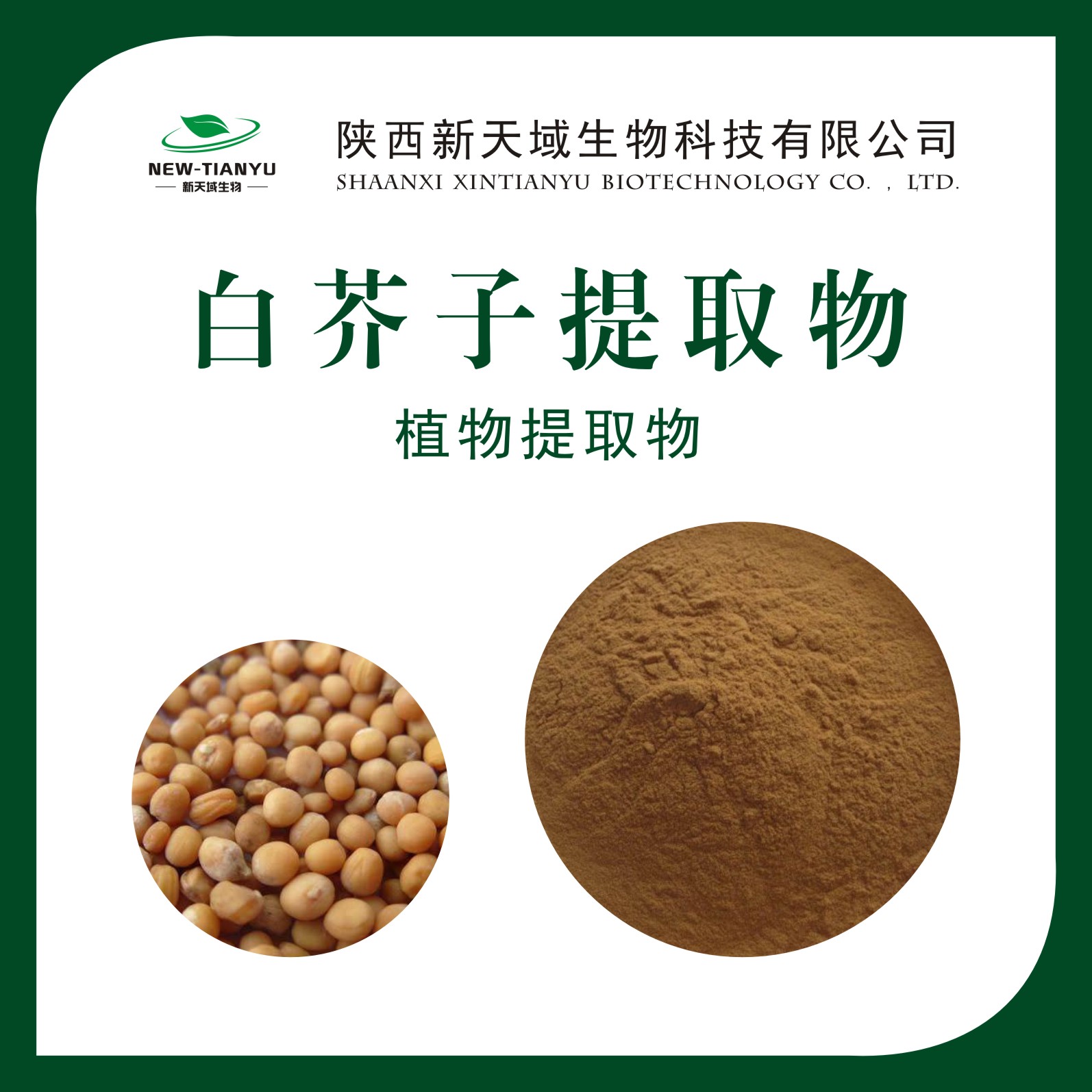 白芥子提取物,White mustard seed extract