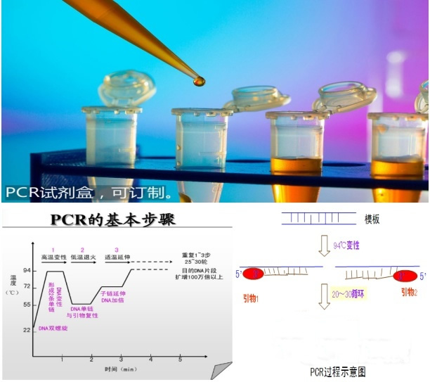 小反芻獸疫通用型/疫苗株（PPR-U/ PPR-V）雙重核酸試劑盒