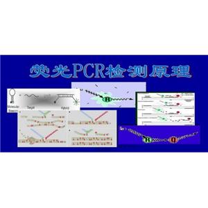 口腔链球菌探针法荧光定量PCR试剂盒