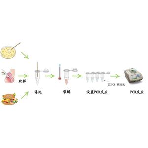 鏈狀帶絳蟲探針法熒光定量PCR試劑盒,Taenia solium