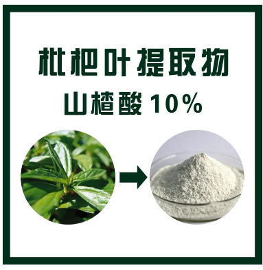 枇杷叶提取物,Loquat leaf extract