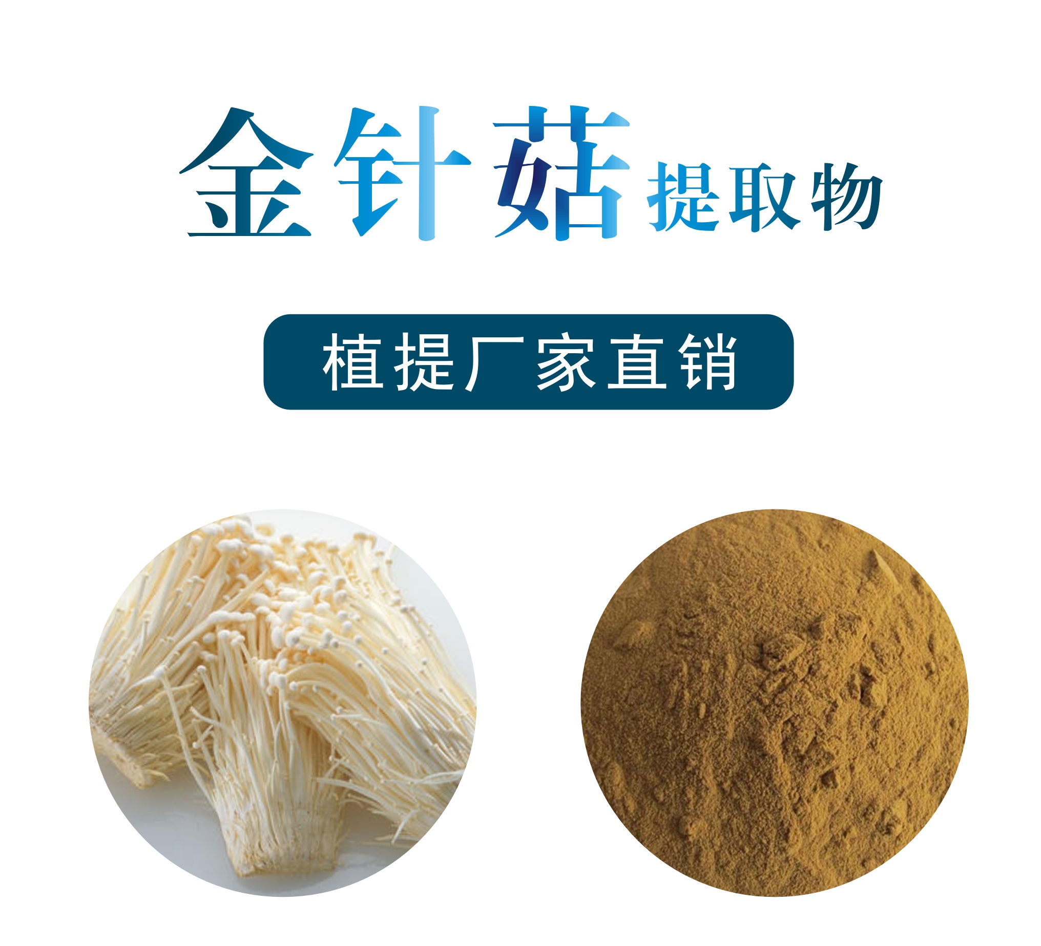 金针菇提取物,Flammulina velutipes extract