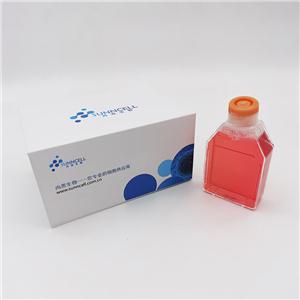 SV-HUC-1（人输尿管上皮永生化细胞）