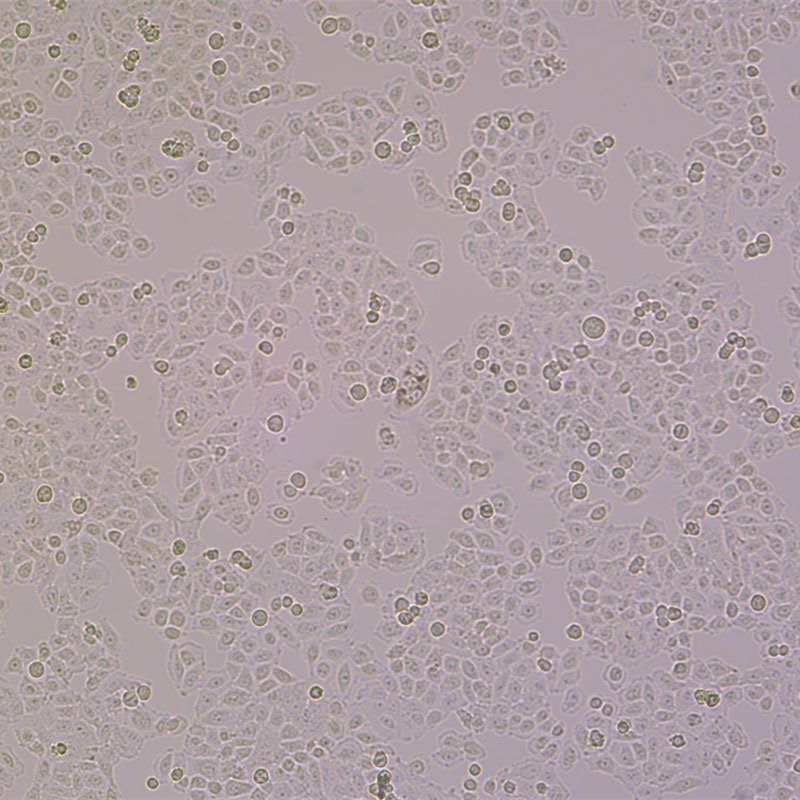 BGC-823（人胃腺癌细胞（低分化））,BGC-823