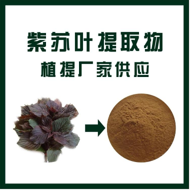 紫苏叶提取物,Perilla leaf extract