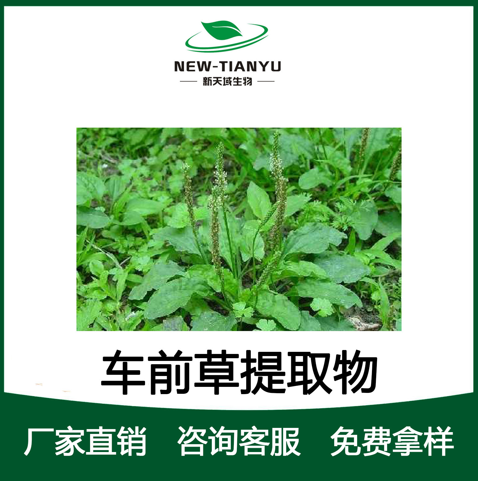 车前子提取物,Psyllium Extract