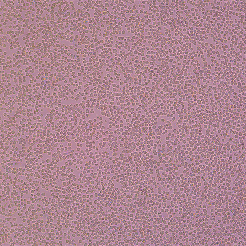 SP2/0-Ag14（小鼠骨髓瘤细胞）,SP2/0-Ag14