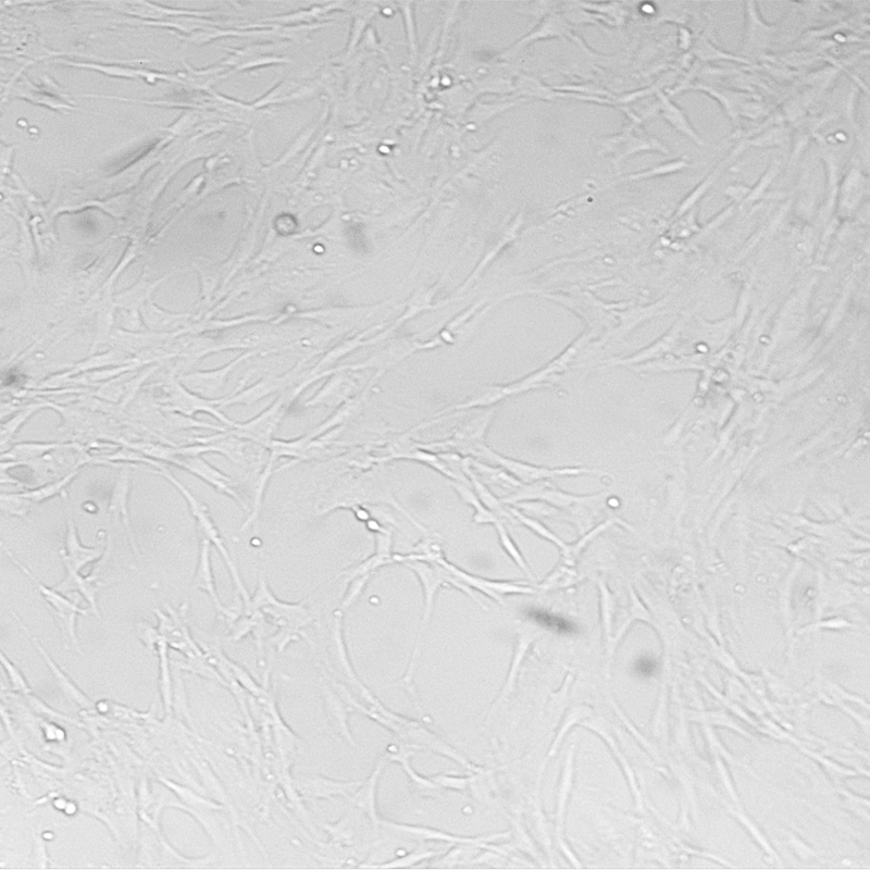 HBZY-1（大鼠肾小球系膜细胞）,HBZY-1