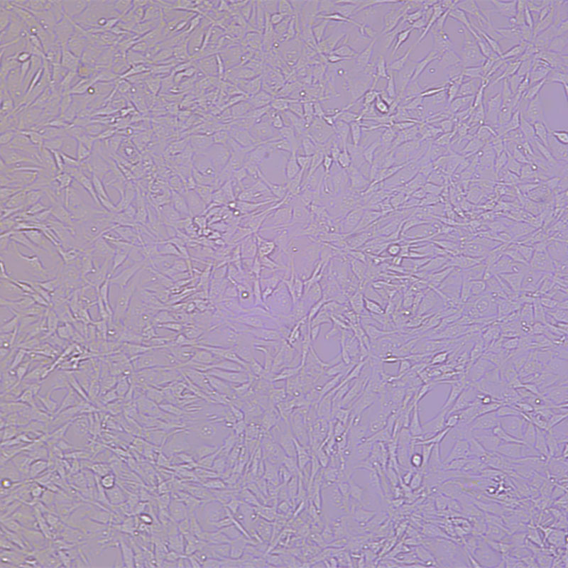 NIH/3T3（小鼠胚胎成纤维细胞）,NIH/3T3