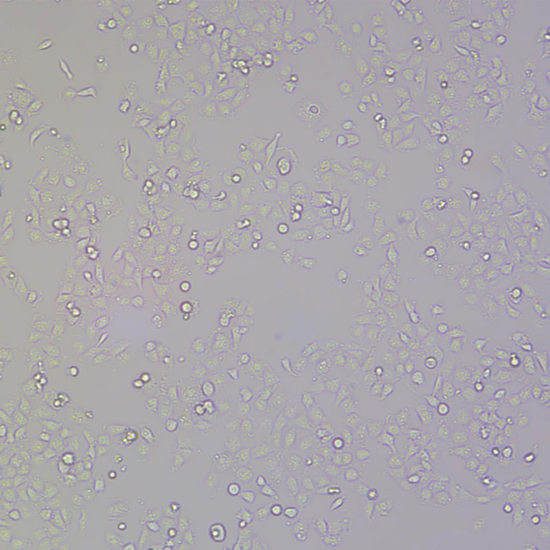 T24人膀胱移行細(xì)胞癌細(xì)胞,T24