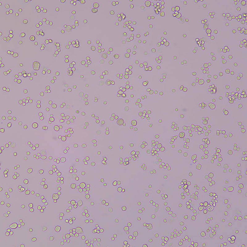 NR8383（大鼠肺泡巨噬细胞）,NR8383