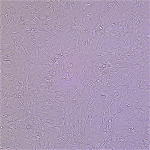 NIH/3T3（小鼠胚胎成纤维细胞）