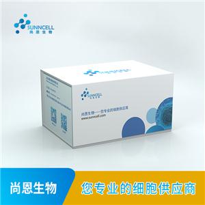 人急性T淋巴细胞白血病细胞,CCRF-CEM