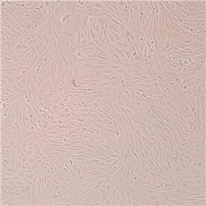L6（大鼠骨骼肌成肌细胞）