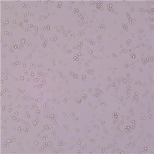 NR8383（大鼠肺泡巨噬细胞）