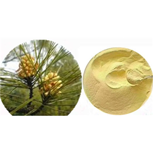 松花粉,Pine pollen