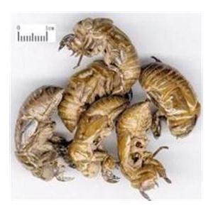 蝉蜕提取物,Cicada slough extract