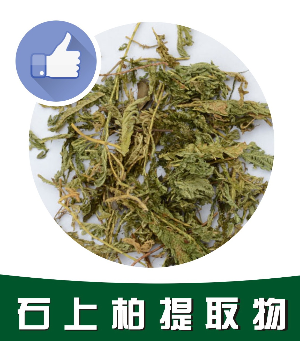 石上柏提取物,Herba Selaginellae Doederleinii extract