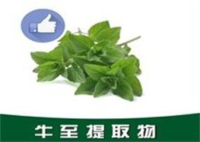 牛至提取物,Oregano extract