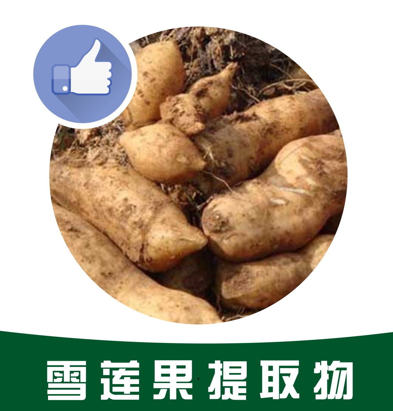 雪莲果提取物,Snow lotus fruit extract