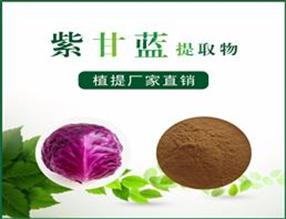 紫甘蓝提取物,Purple cabbage extract