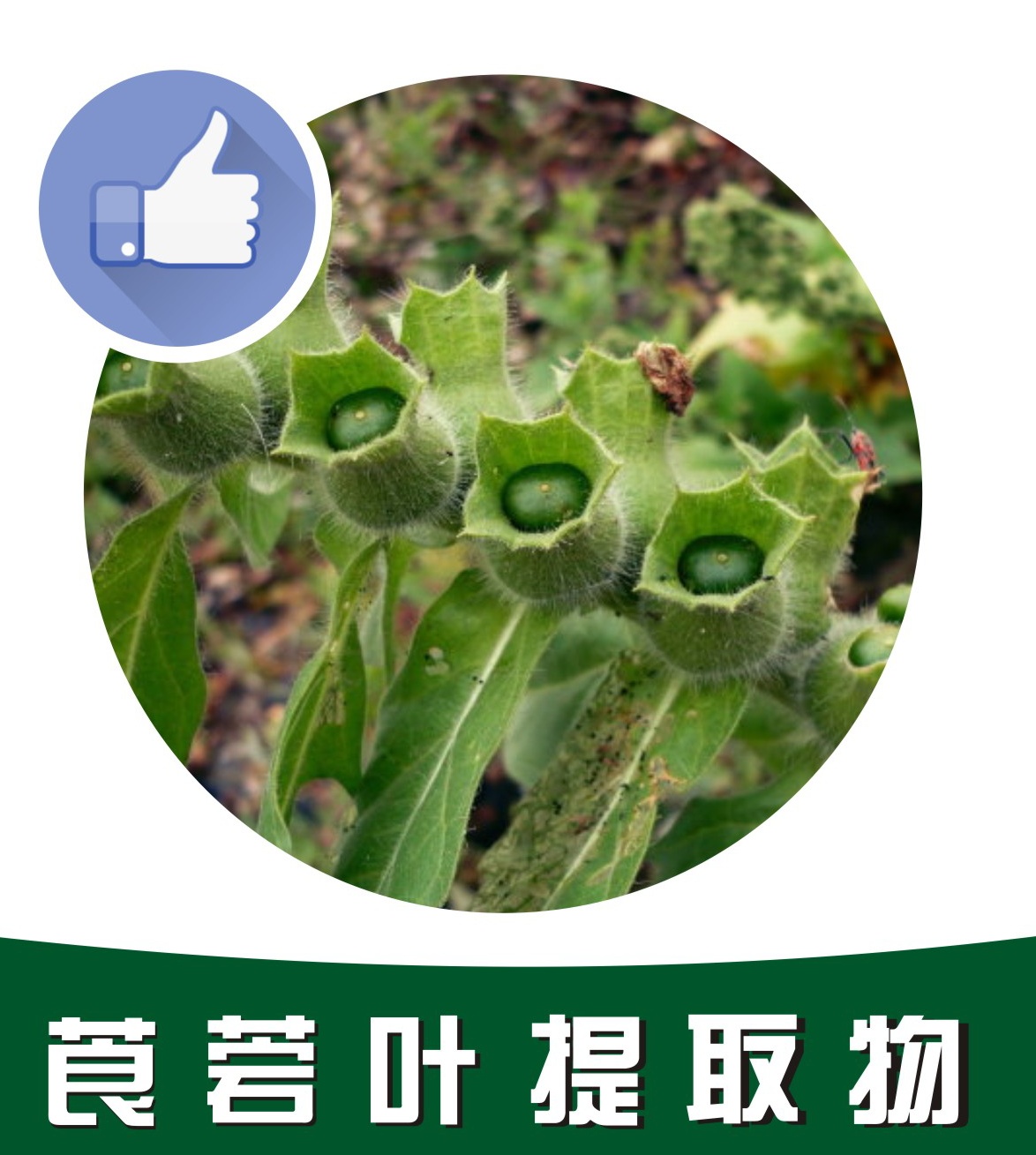 莨菪叶提取物,Leaf extract of scopoletin