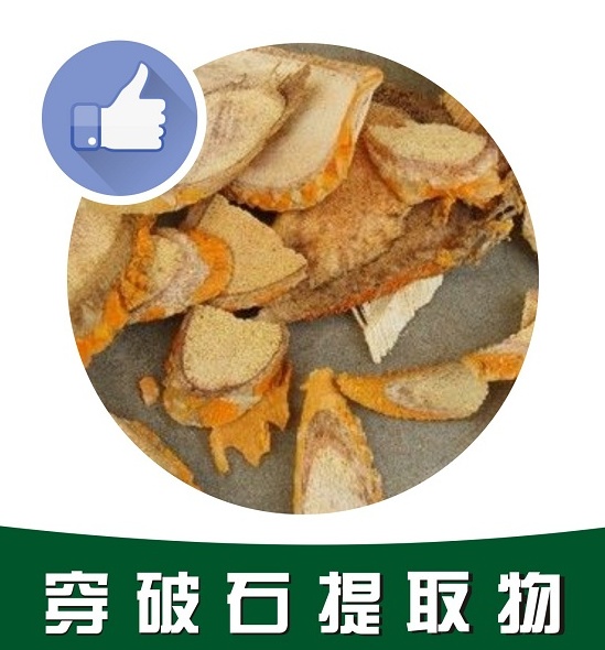 穿破石提取物,Cudrania extract