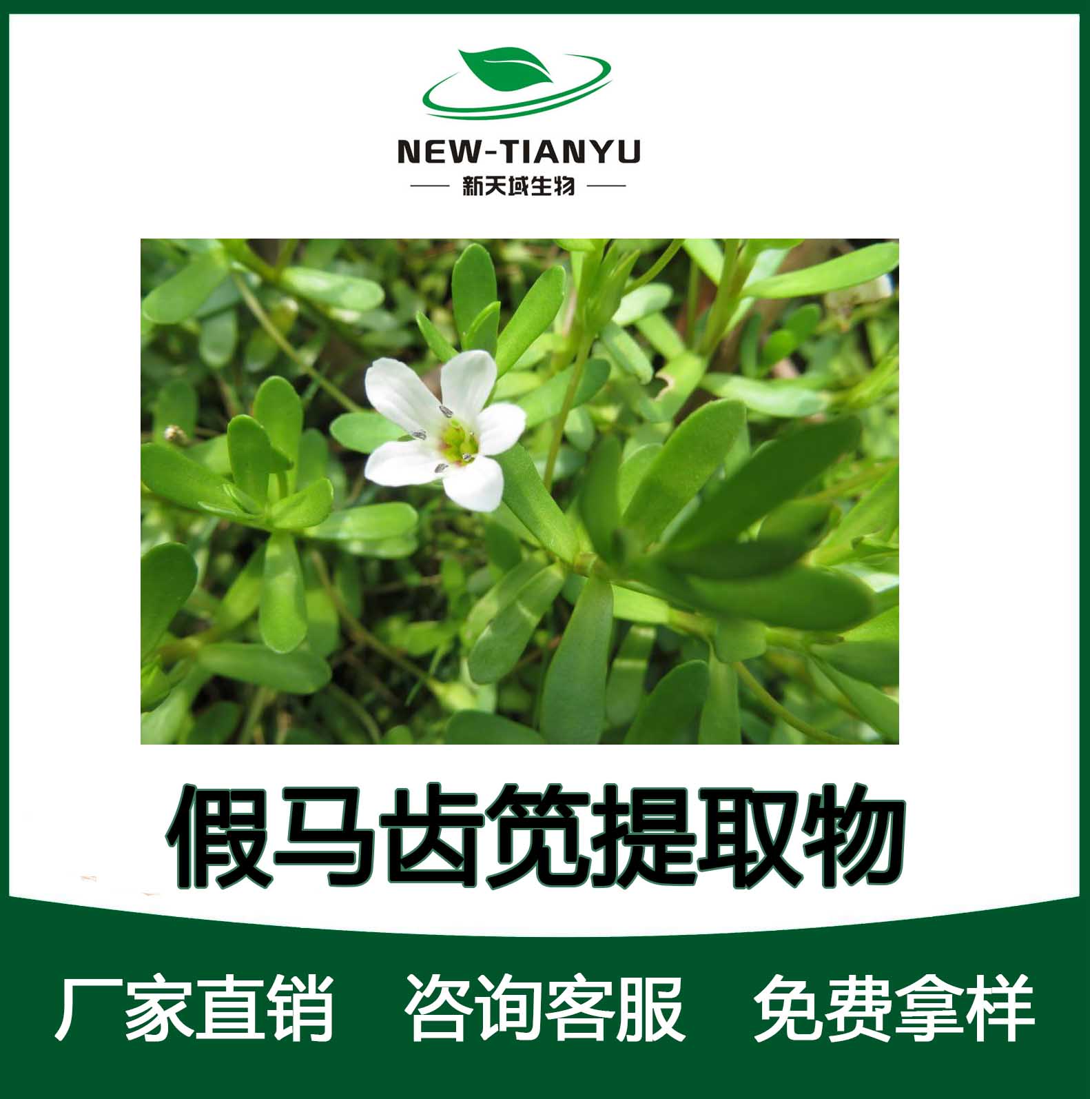 假馬齒莧提取物,Bacopa Monnieri Extract