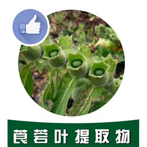 莨菪叶提取物,Leaf extract of scopoletin