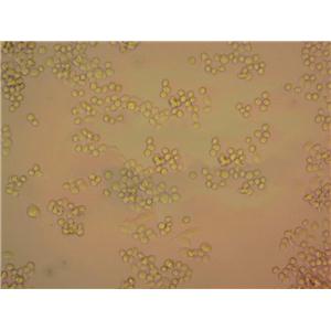 OCI-AML-3 Cells|人急性髓细胞性白血病克隆细胞(包送STR鉴定报告)