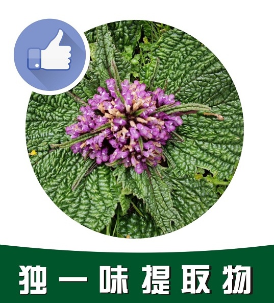 獨(dú)一味提取物,Lamiophlomis rotata extract