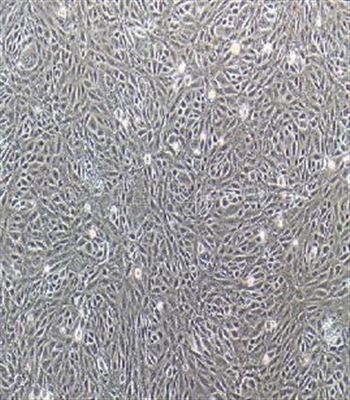 小鼠肾系膜细胞