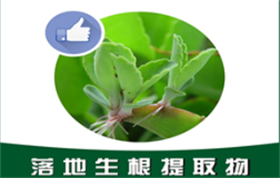 落地生根提取物,Rooting extract