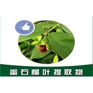 番石榴叶提取物,Guava leaf extract