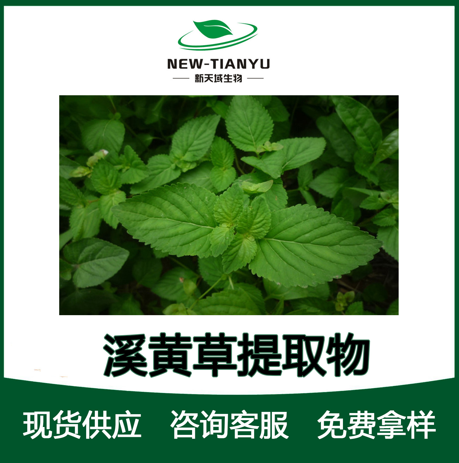 溪黄草提取物,Herba Isodi Lophanthoidis。