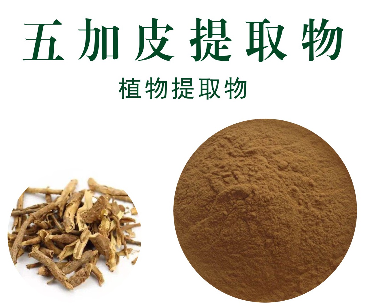 五加皮提取物,Acanthopanax bark extract