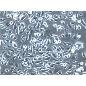 HAPI Cells(赠送Str鉴定报告)|大鼠小胶质细胞