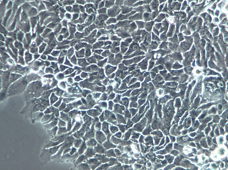 AMJ2-C8 Cells(赠送Str鉴定报告)|小鼠巨噬细胞,AMJ2-C8 Cells