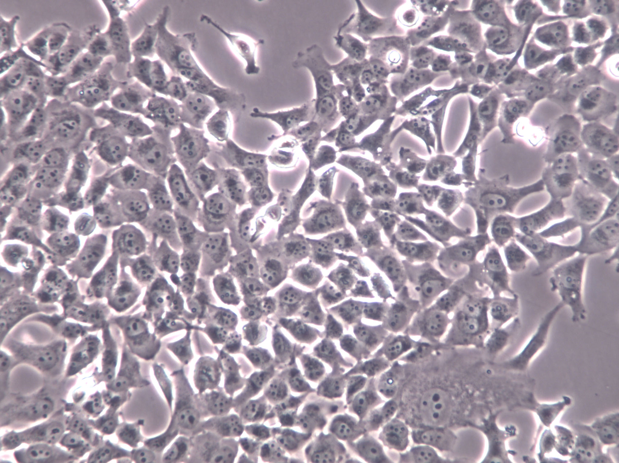 NL20 Cells(赠送Str鉴定报告)|人支气管上皮细胞,NL20 Cells