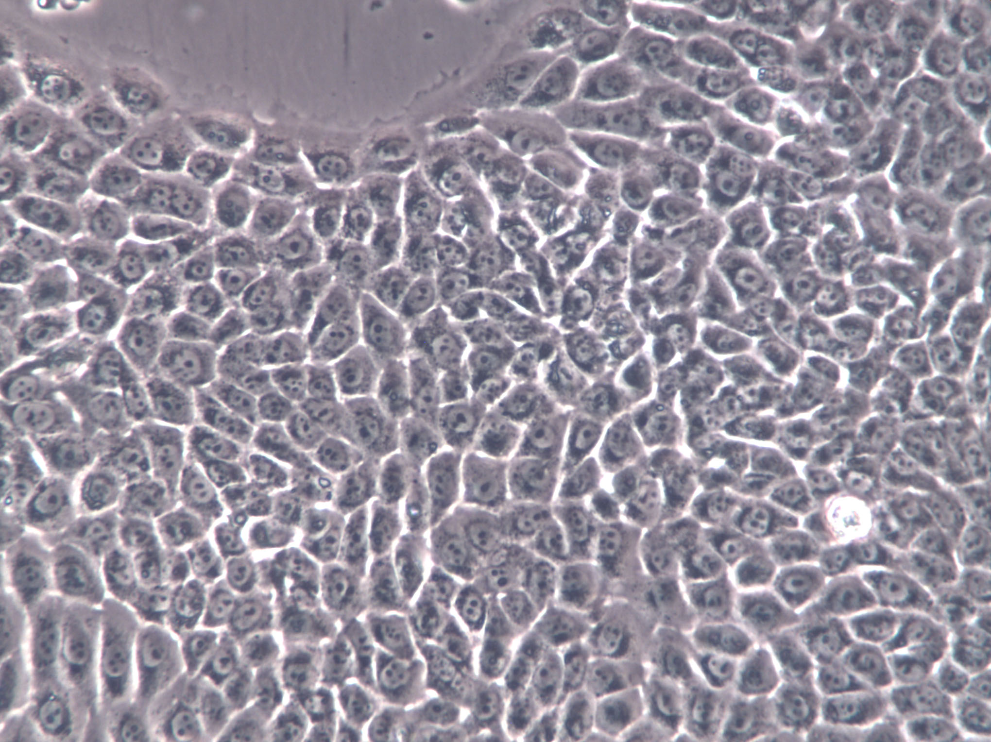 FHC Cells|人正常结直肠粘膜克隆细胞,FHC Cells
