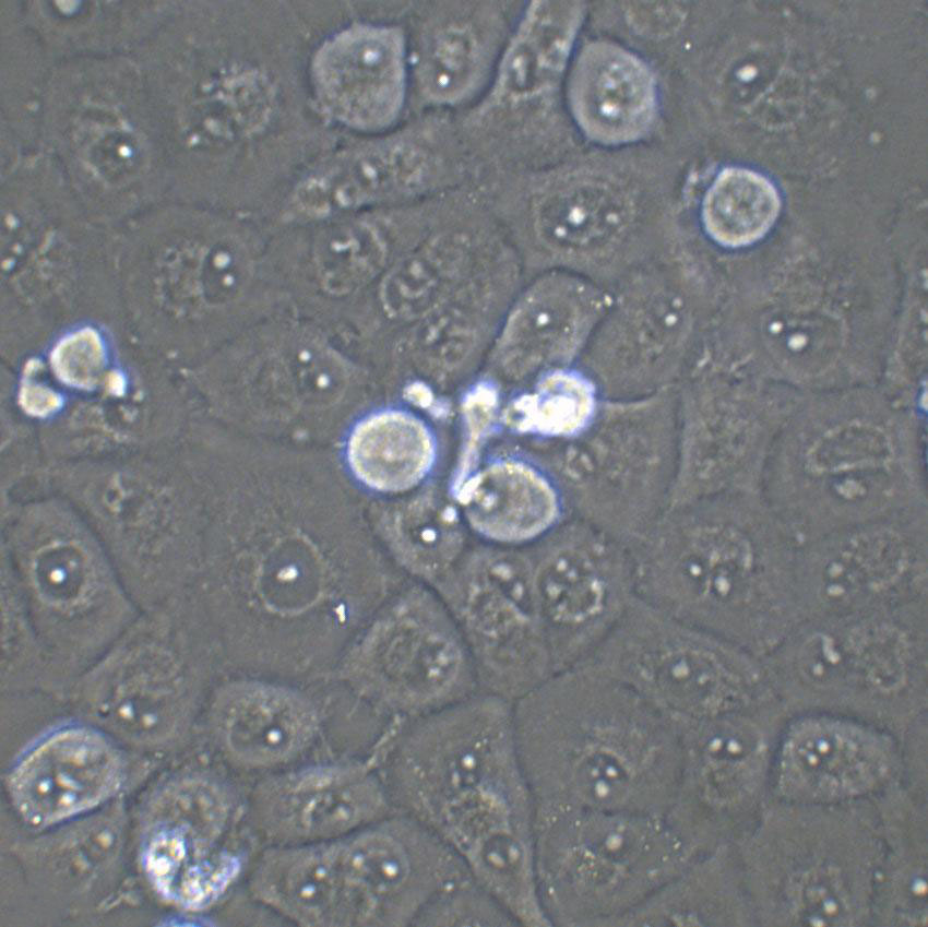 L2 Cells(赠送Str鉴定报告)|大鼠肺泡上皮细胞,L2 Cells